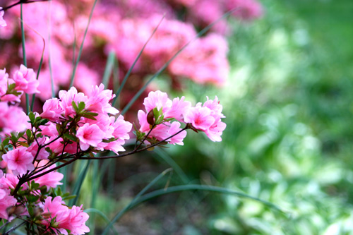 azaleas1