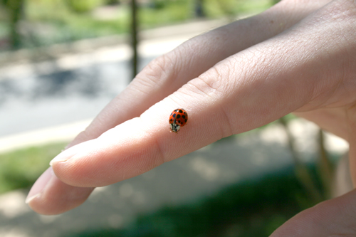 ladybug