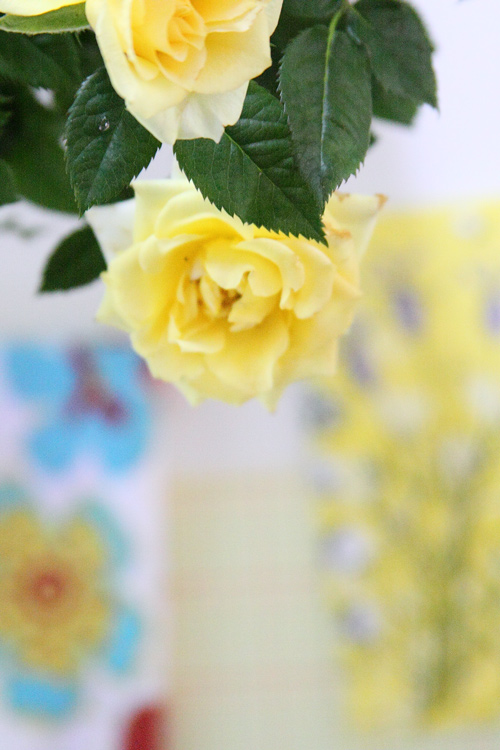 yellow-rose1