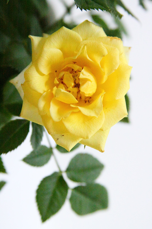 yellow-rose2